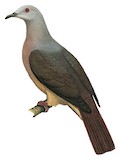 Barking Imperial Pigeon Illustration