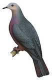 Chestnut-bellied Imperial Pigeon Illustration