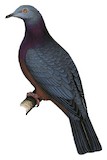 Vanuatu Imperial Pigeon Illustration