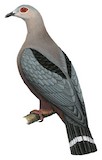 Pinon's Imperial Pigeon Illustration