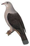 Malabar Imperial Pigeon Illustration