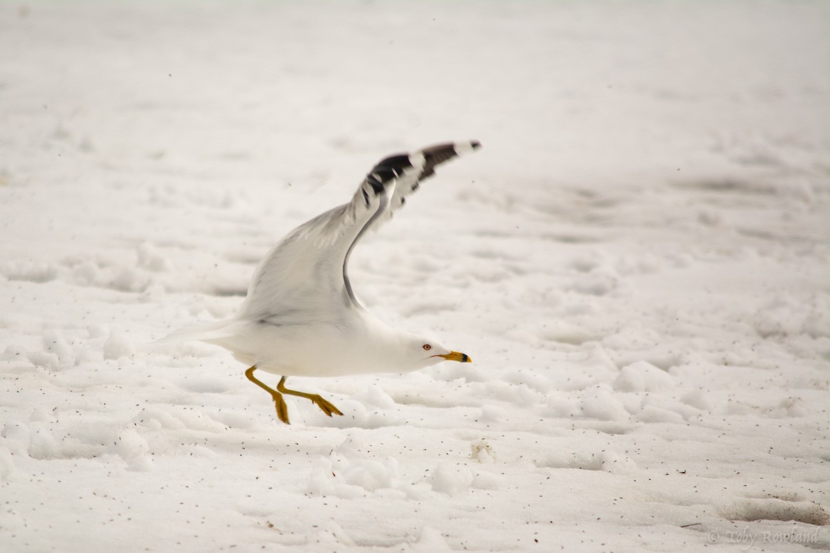 Ring-billed Gull - Toby Rowland