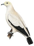 Pied Imperial Pigeon Illustration