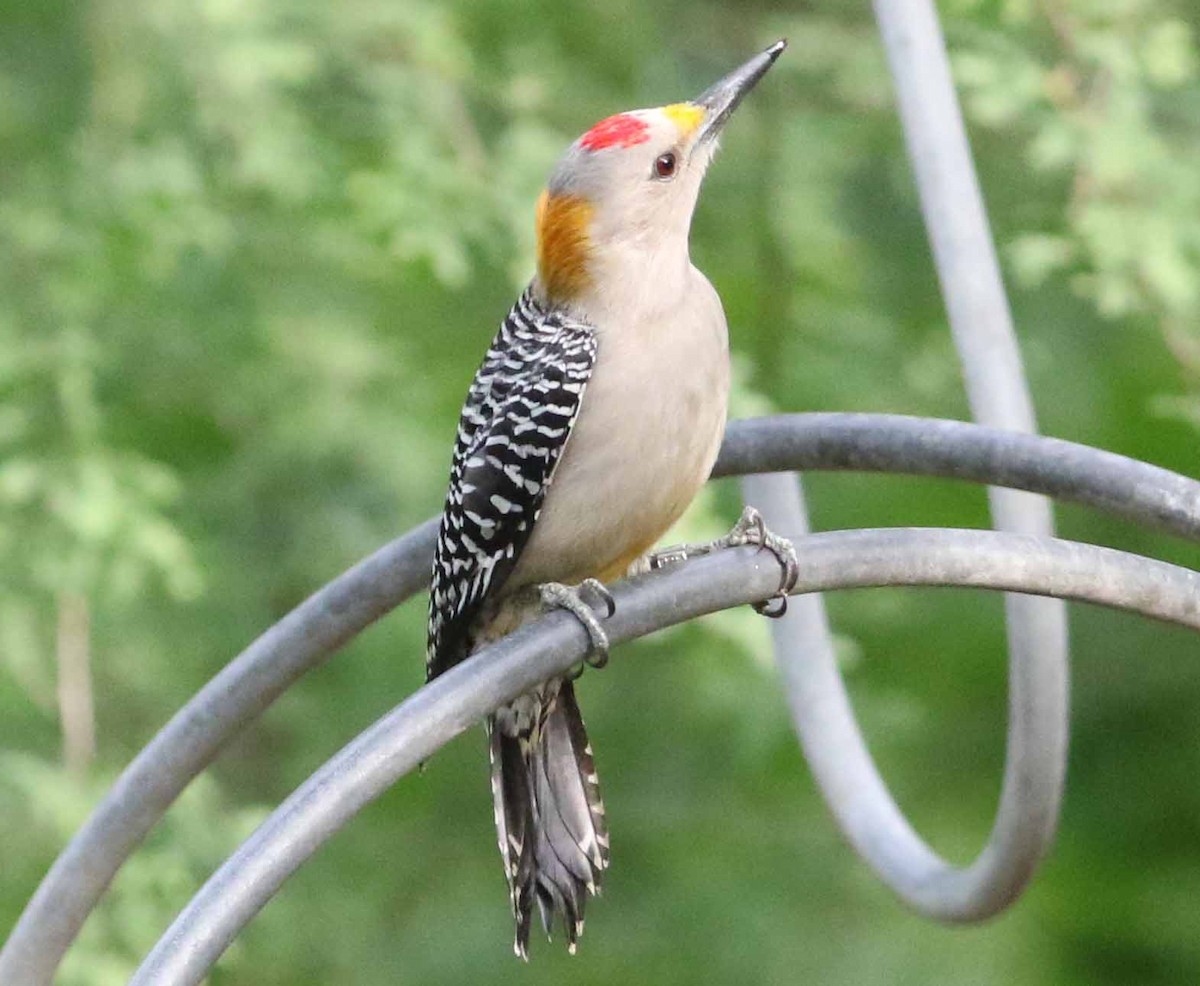 Golden-fronted Woodpecker - Jason Rieger