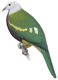 Wompoo Fruit Dove Illustration