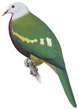 Wompoo Fruit Dove Illustration