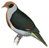 Flame-breasted Fruit Dove Illustration