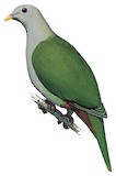 Banggai Fruit Dove Illustration