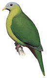 Sula Fruit Dove Illustration