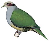 Red-eared Fruit Dove Illustration