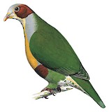 Yellow-breasted Fruit Dove Illustration