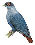 Madagascar Blue Pigeon Illustration