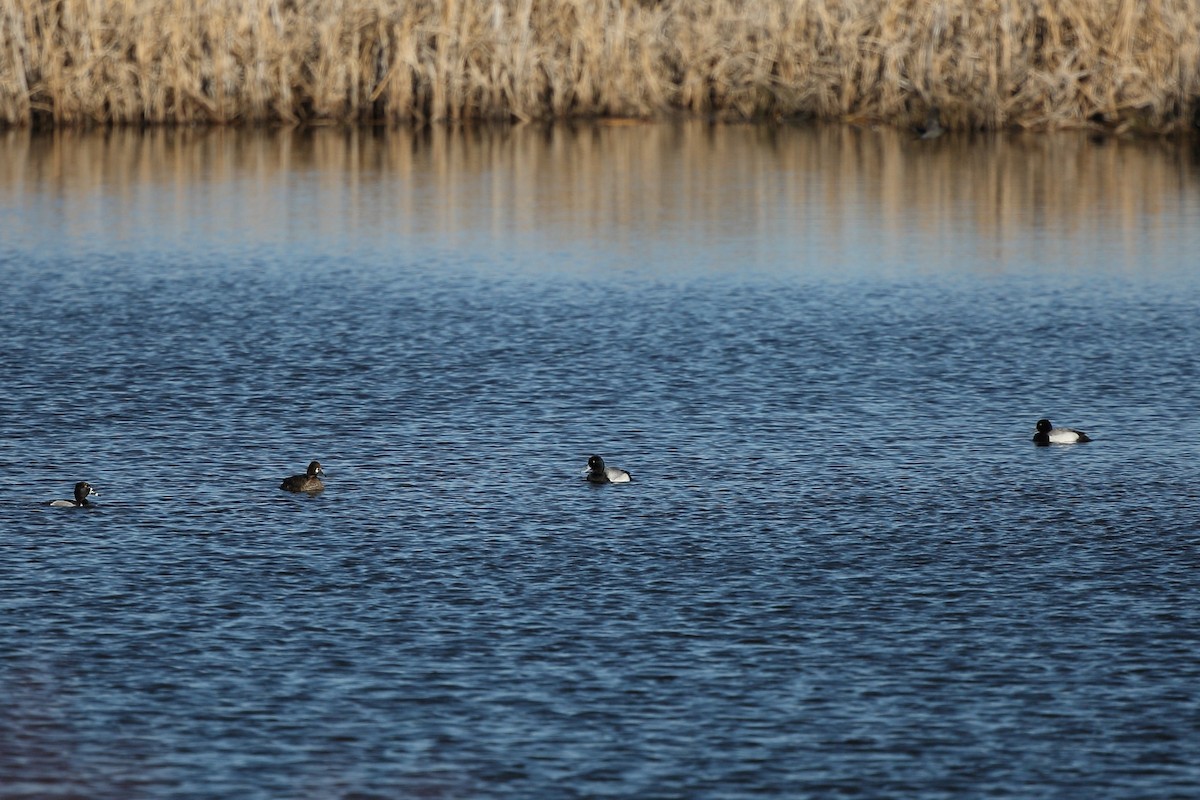 Greater Scaup - ML152912251