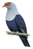 Seychelles Blue Pigeon Illustration