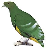 Cloven-feathered Dove Illustration