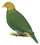 Whistling Fruit Dove Illustration