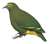 Negros Fruit Dove Illustration