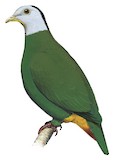 Black-naped Fruit Dove Illustration