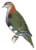 Superb Fruit Dove Illustration