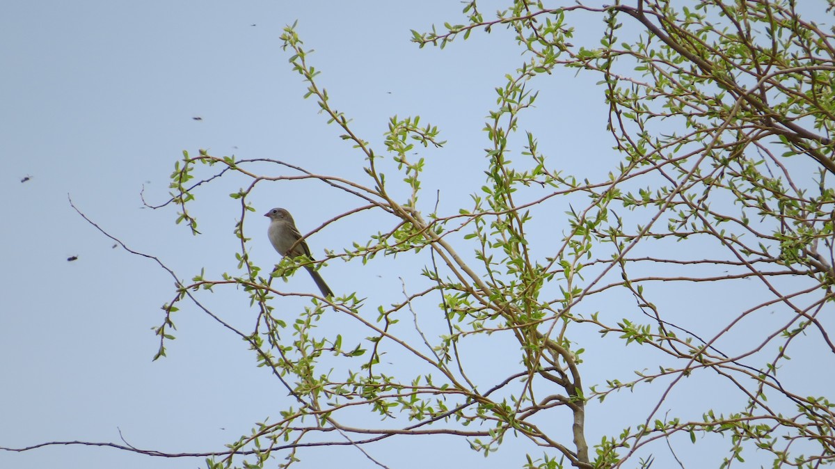 Field Sparrow - Mike  Petersen