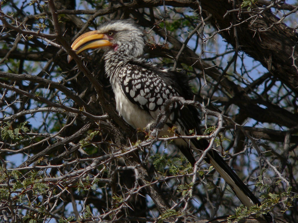 Southern Yellow-billed Hornbill - Paul Suchanek