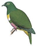 Geelvink Fruit Dove Illustration