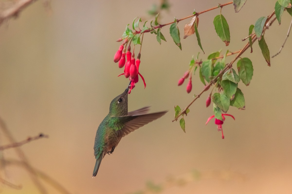 Green-backed Firecrown - Matias Pastrian