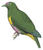 Yellow-bibbed Fruit Dove Illustration