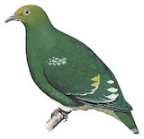 Tanna Fruit Dove Illustration