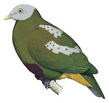 Grey-headed Fruit Dove Illustration