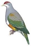 Wallace's Fruit Dove Illustration