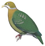 Pink-spotted Fruit Dove Illustration