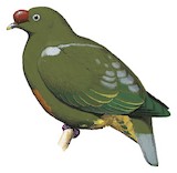 Knob-billed Fruit Dove Illustration