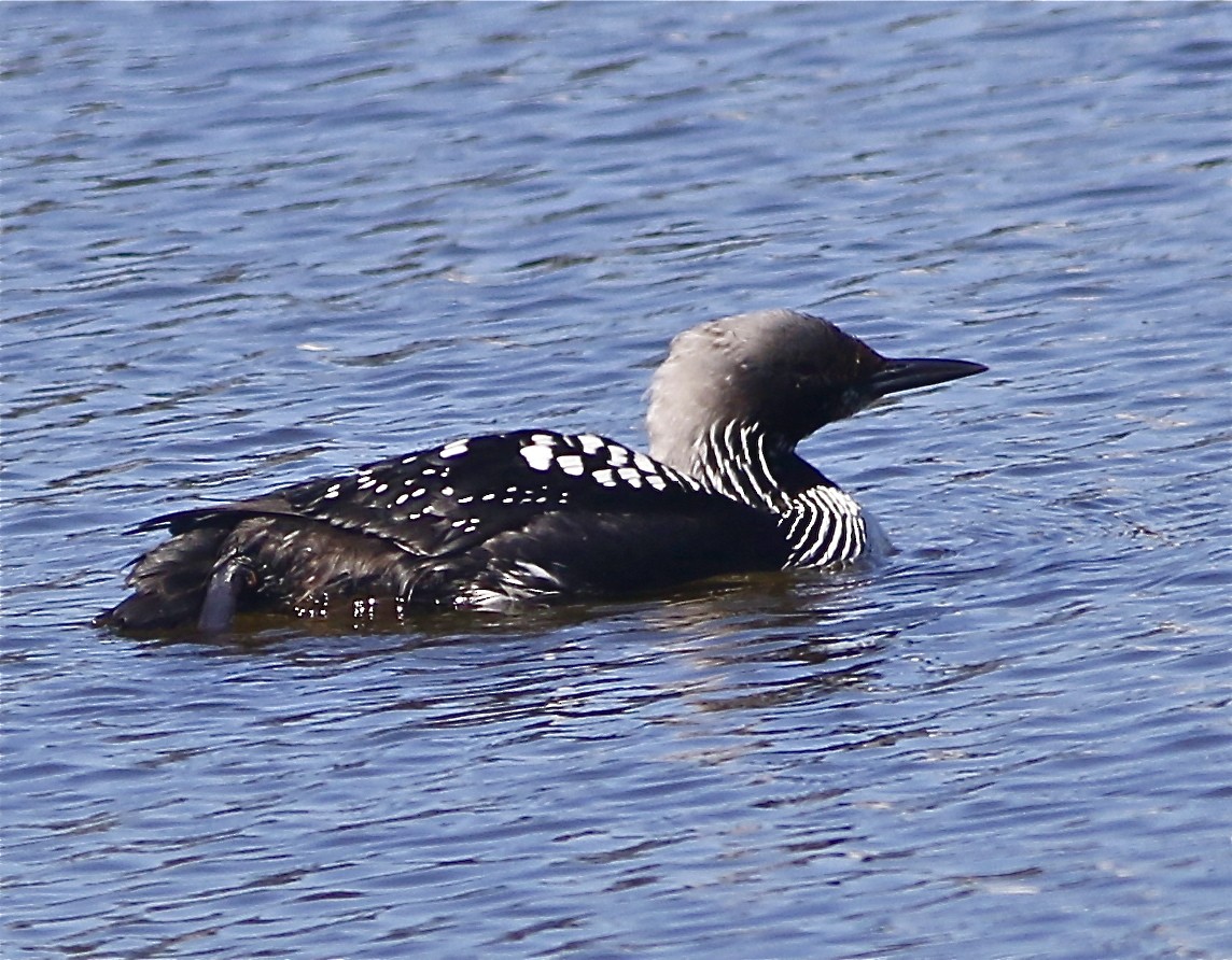 Pacific Loon - Don Roberson