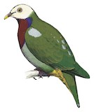 White-headed Fruit Dove Illustration