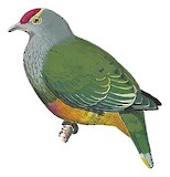 Rose-crowned Fruit Dove Illustration