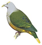 White-capped Fruit Dove Illustration