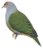 Henderson Fruit Dove Illustration