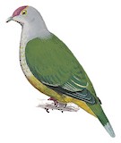 Lilac-crowned Fruit Dove Illustration