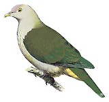 Grey-green Fruit Dove Illustration