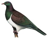 New Zealand Pigeon Illustration