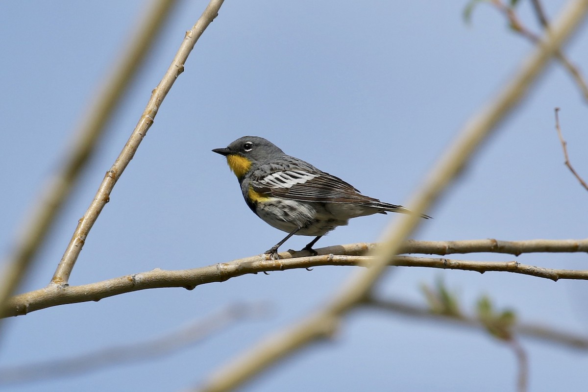 Yellow-rumped Warbler (Audubon's) - Russ Morgan