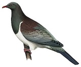 Chatham Pigeon Illustration