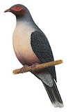 Papuan Mountain Pigeon Illustration