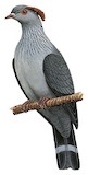 Topknot Pigeon Illustration