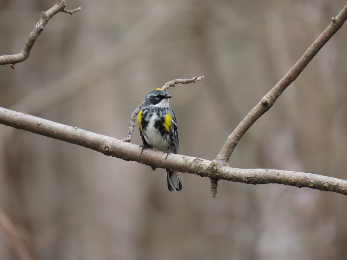 Yellow-rumped Warbler - Ann McMican