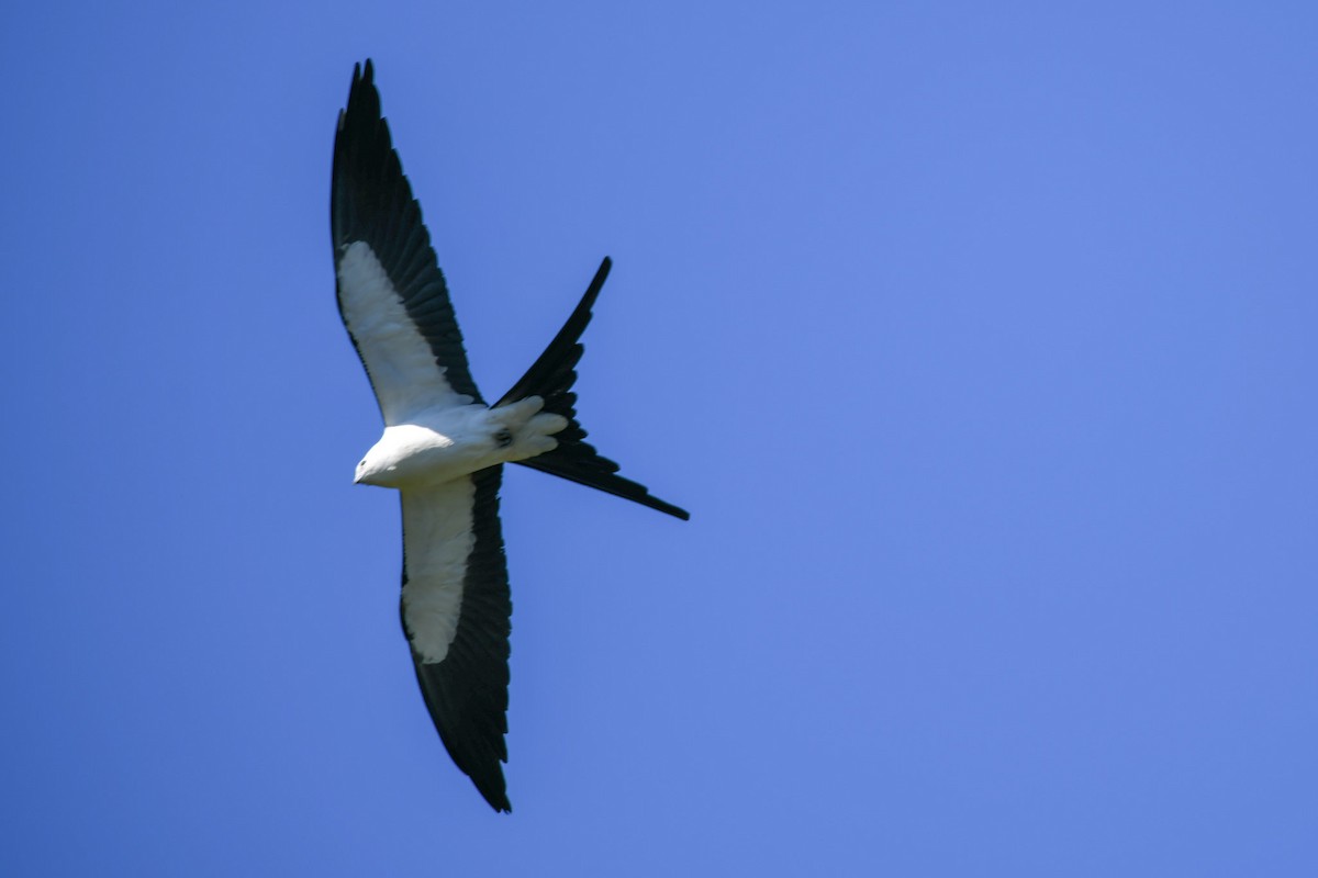 Swallow-tailed Kite - Mike Charest