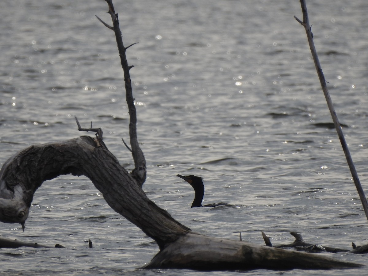 Double-crested Cormorant - Cathy Theisen