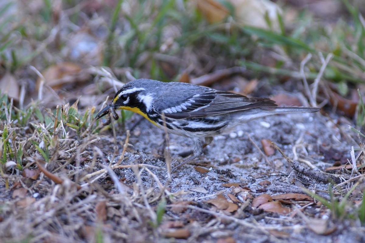 Yellow-throated Warbler - Mike Charest