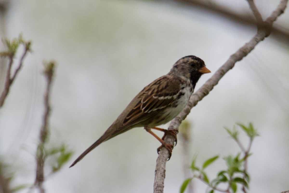 Harris's Sparrow - Owen Krout